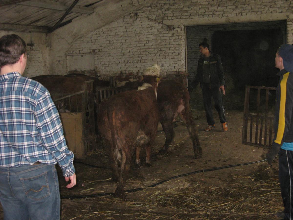 Поездка в УПП "Экспериментальное животноводство" при Краснокутском филиале ФГБОУ ВПО "Саратовский ГАУ" Фото 2