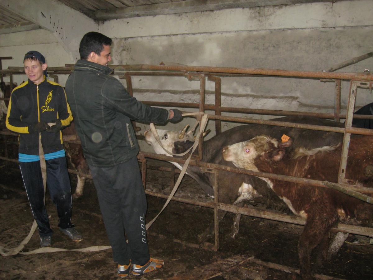 Поездка в УПП "Экспериментальное животноводство" при Краснокутском филиале ФГБОУ ВПО "Саратовский ГАУ" Фото 4