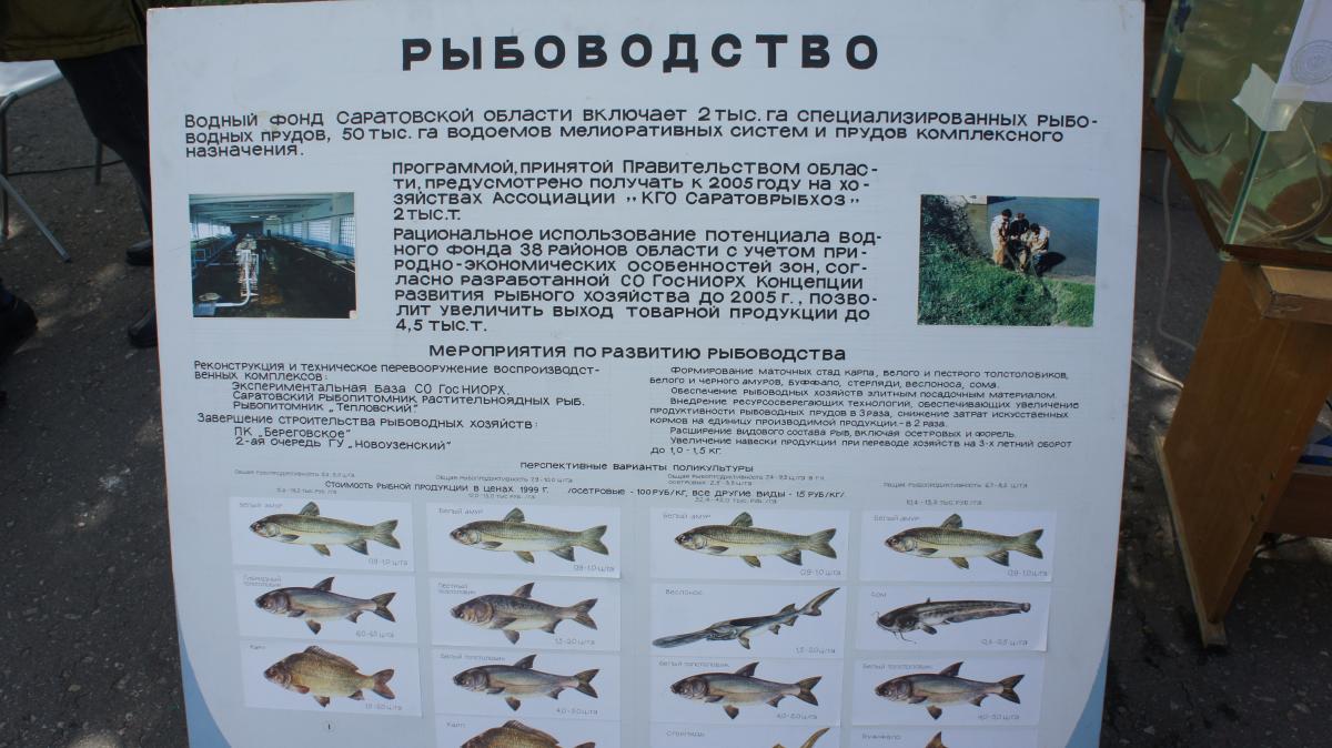 Открытие бегового сезона и выставка сельскохозяйственной и декоративной птицы на саратовском ипподроме Фото 16 Открытие бегового сезона и выставка сельскохозяйственной и декоративной птицы на саратовском ипподроме Фото 16