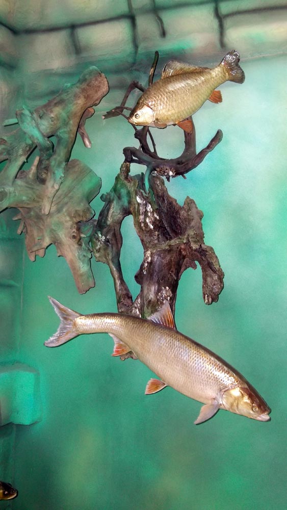 В Музее «Рыбы России» Фото 6