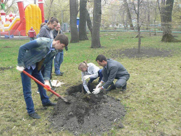 80 МОЛОДЫХ ДУБКОВ В ГОРОДСКОМ ПАРКЕ Фото 9