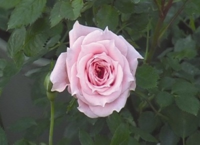 Розы. Фото 2