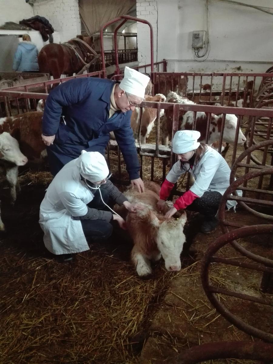 Организация клинической подготовки на кафедре «Болезни животных и ВСЭ» Фото 1