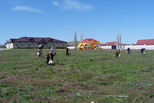 Посадка сосны в Алексеевке Хвалынского района Фото 6