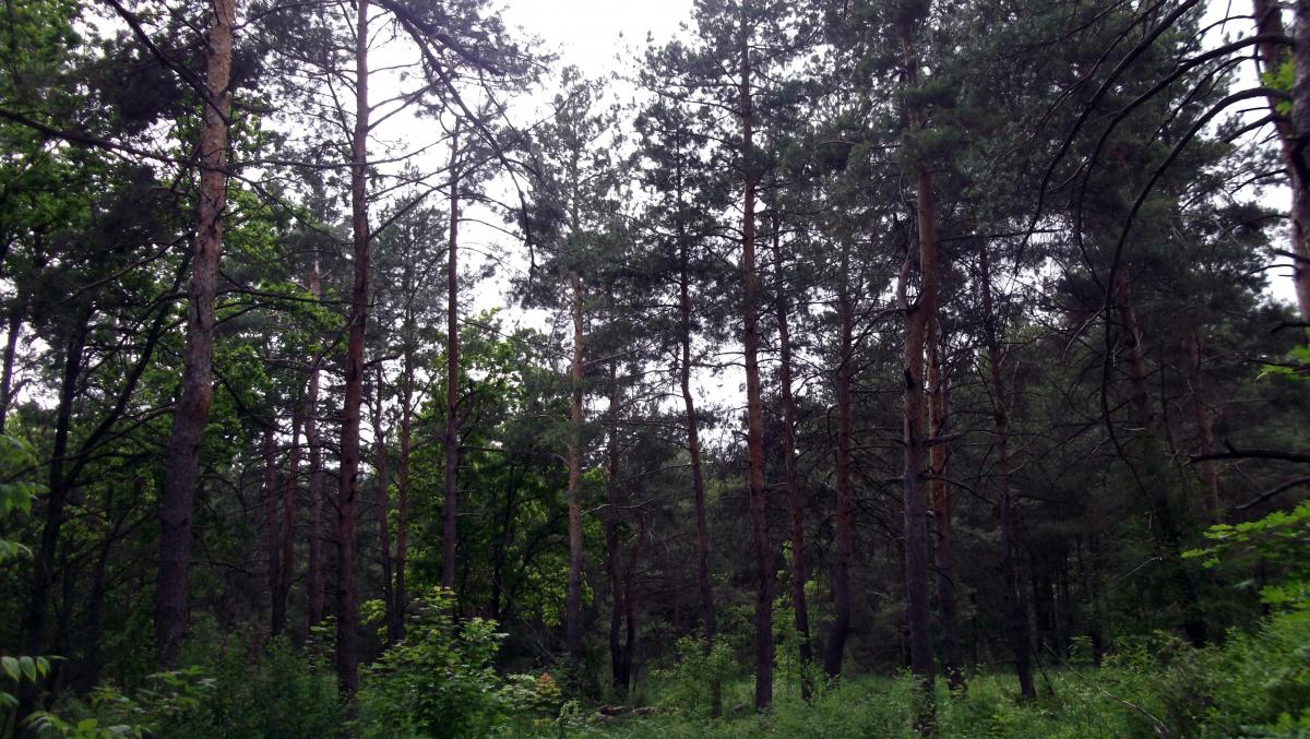 Исток Медведицы - Моховое болото Фото 58