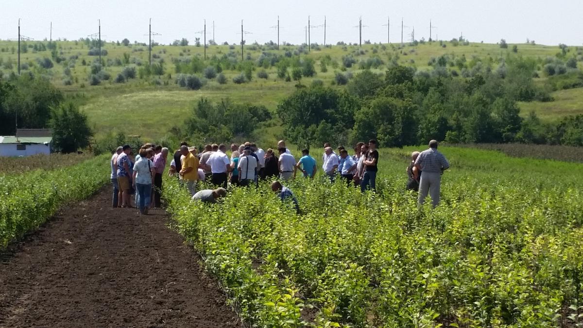 Развитие плодоводства в Саратовской области Фото 4