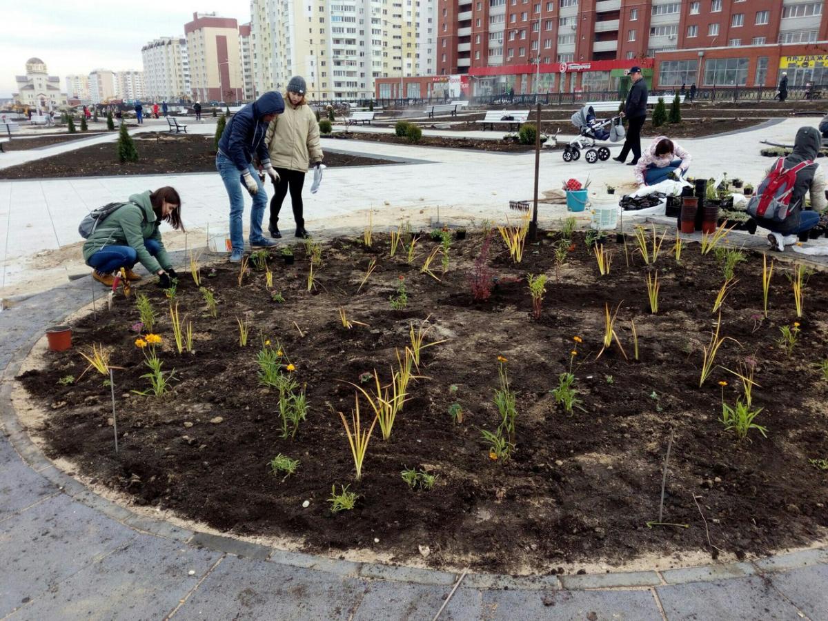 Посадка цветников на  бульваре по проспекту Героев Отечества в пос. Солнечный в г. Саратове Фото 2