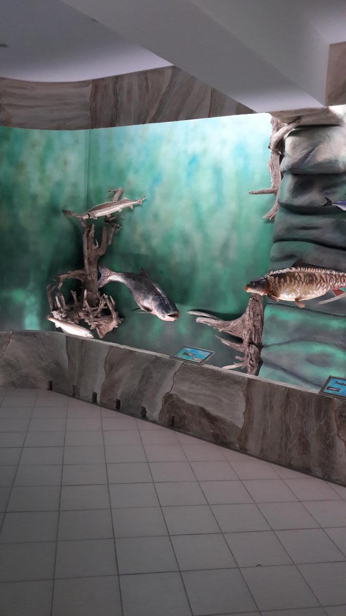 «Музей рыбы России» на базе УК № 3 СГАУ Фото 1