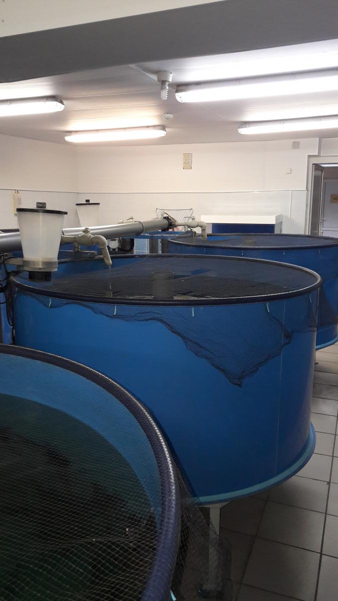 Научно-исследовательская лаборатория «Технологии кормления и выращивания рыбы» Фото 2