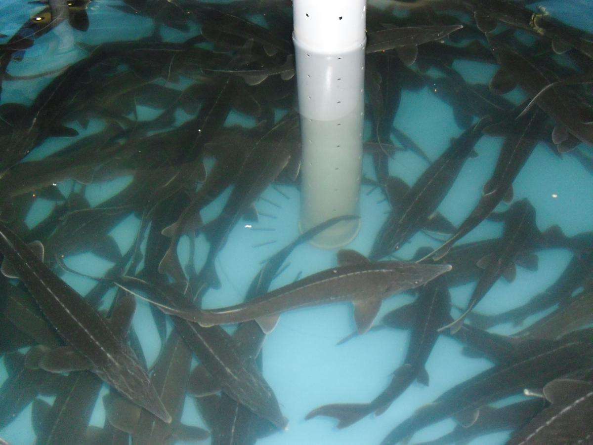 Научно-исследовательская лаборатория «Технологии кормления и выращивания рыбы» Фото 6