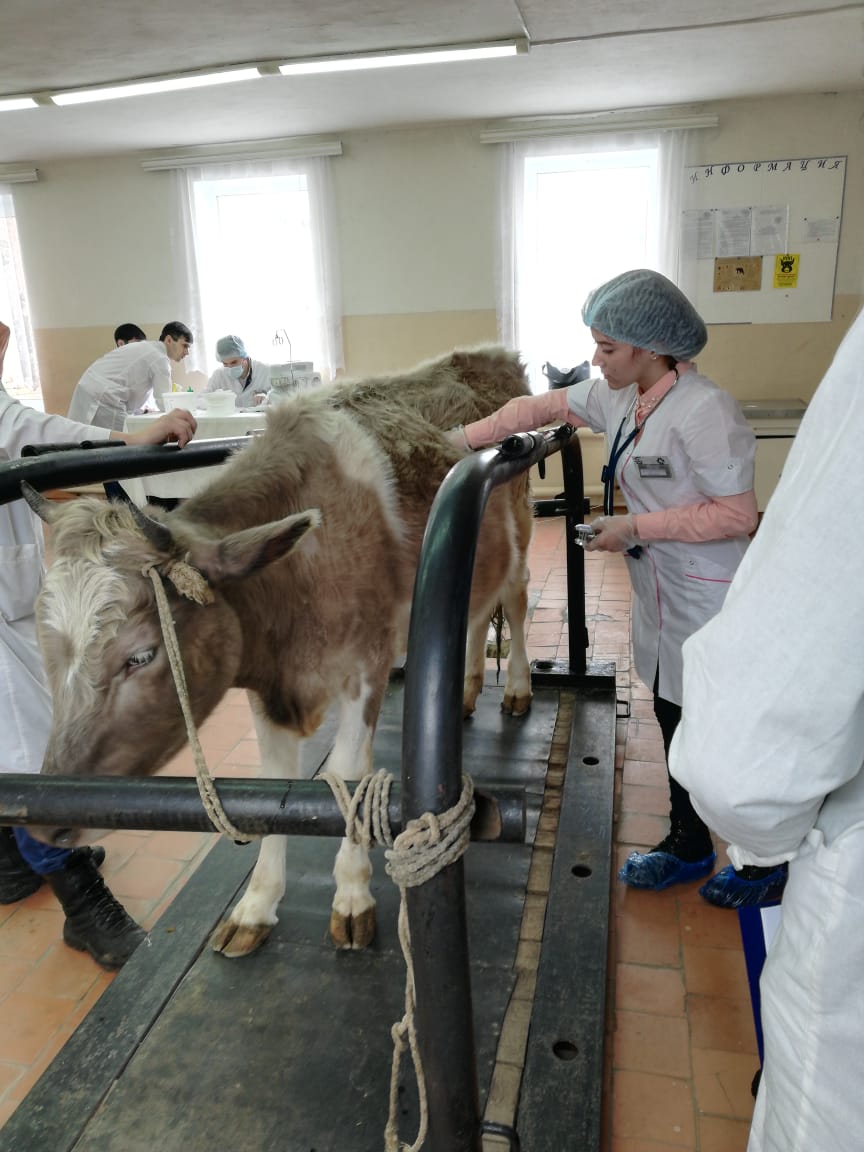 Студенты Краснокутского зооветеринарного техникума приняли участие в региональном этапе олимпиады профессионального мастерства Фото 1 Студенты Краснокутского зооветеринарного техникума приняли участие в региональном этапе олимпиады профессионального мастерства Фото 1