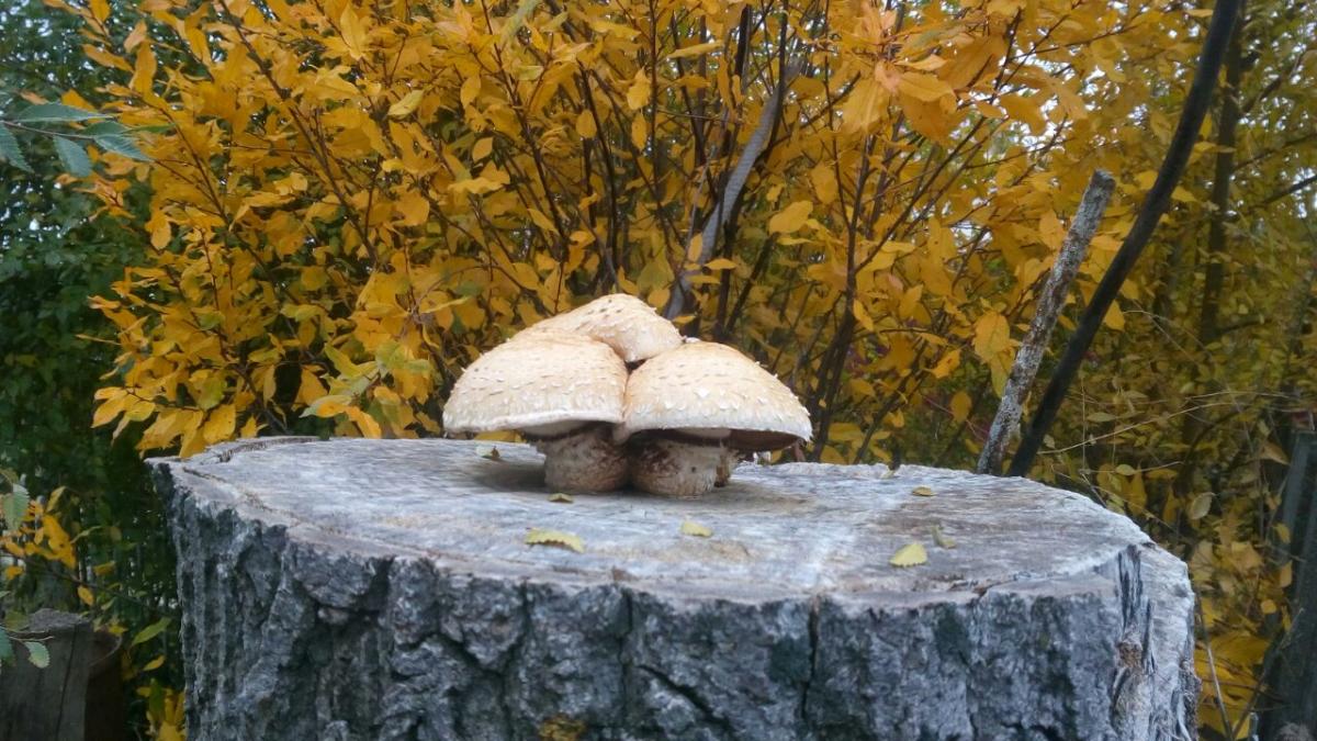 Итоги Регионального заочного фотоконкурса «Ландшафты любимого края» Фото 11