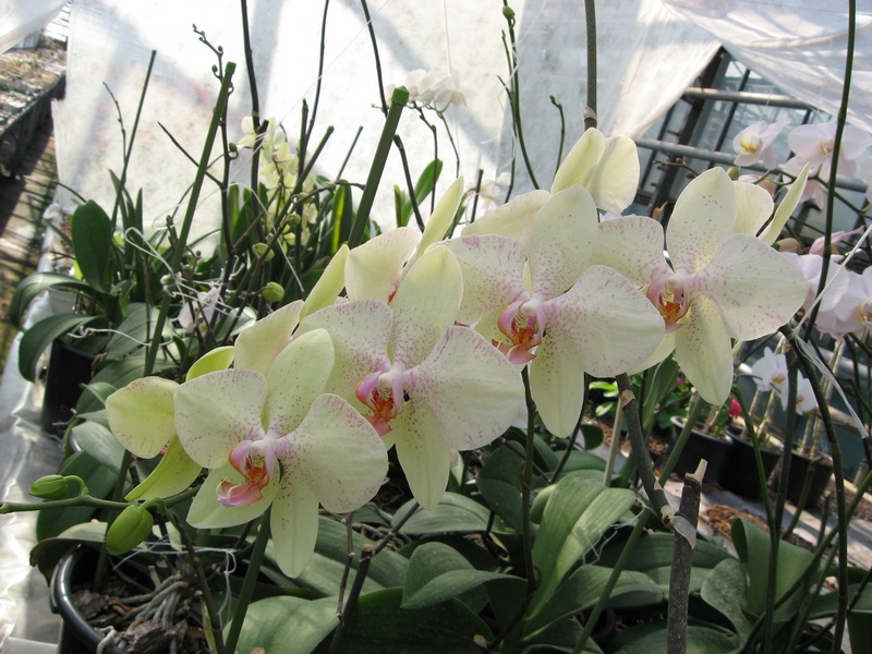 Орхидеи в теплице Агроцентра