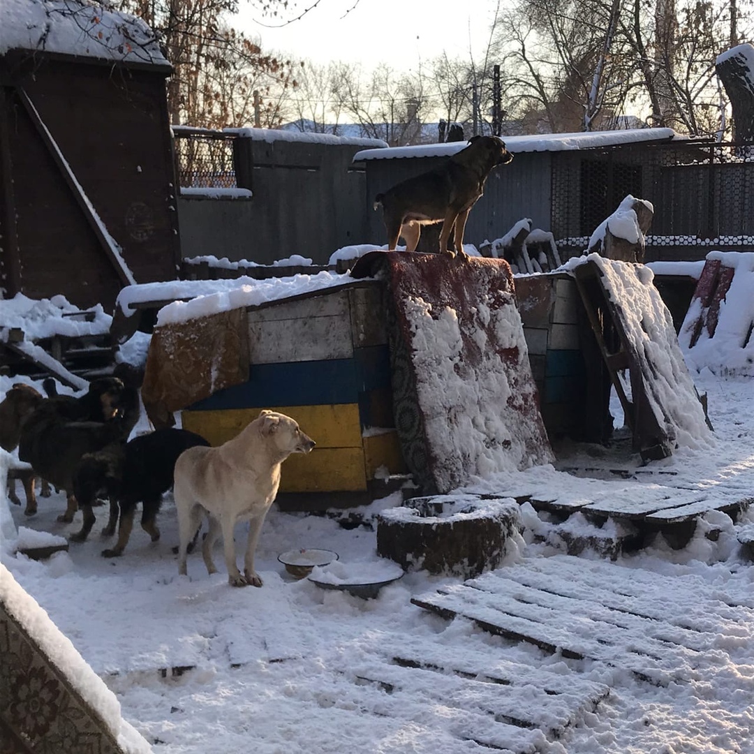 Студенты оказали помощь приюту для животных Фото 3