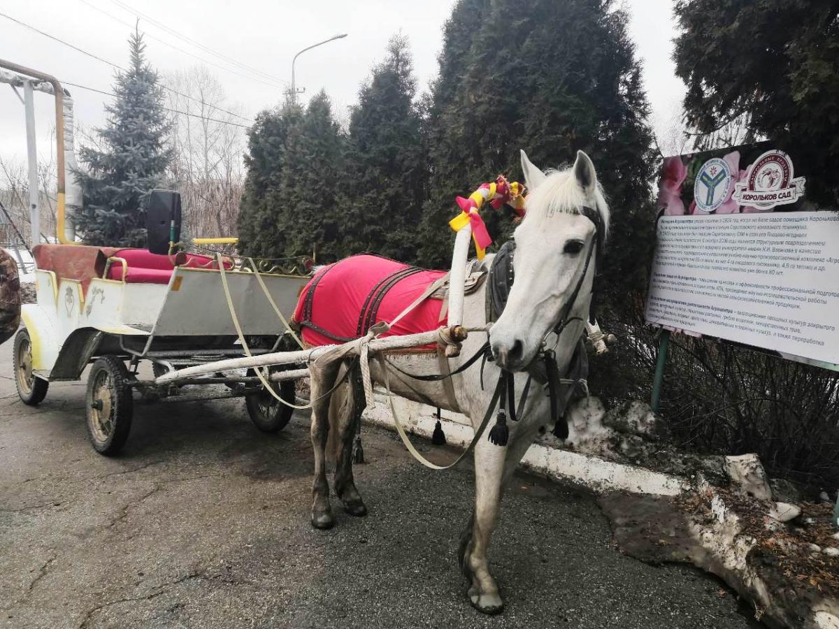 Вавиловцы отпраздновали Масленицу в Агроцентре Саратовского ГАУ Фото 18