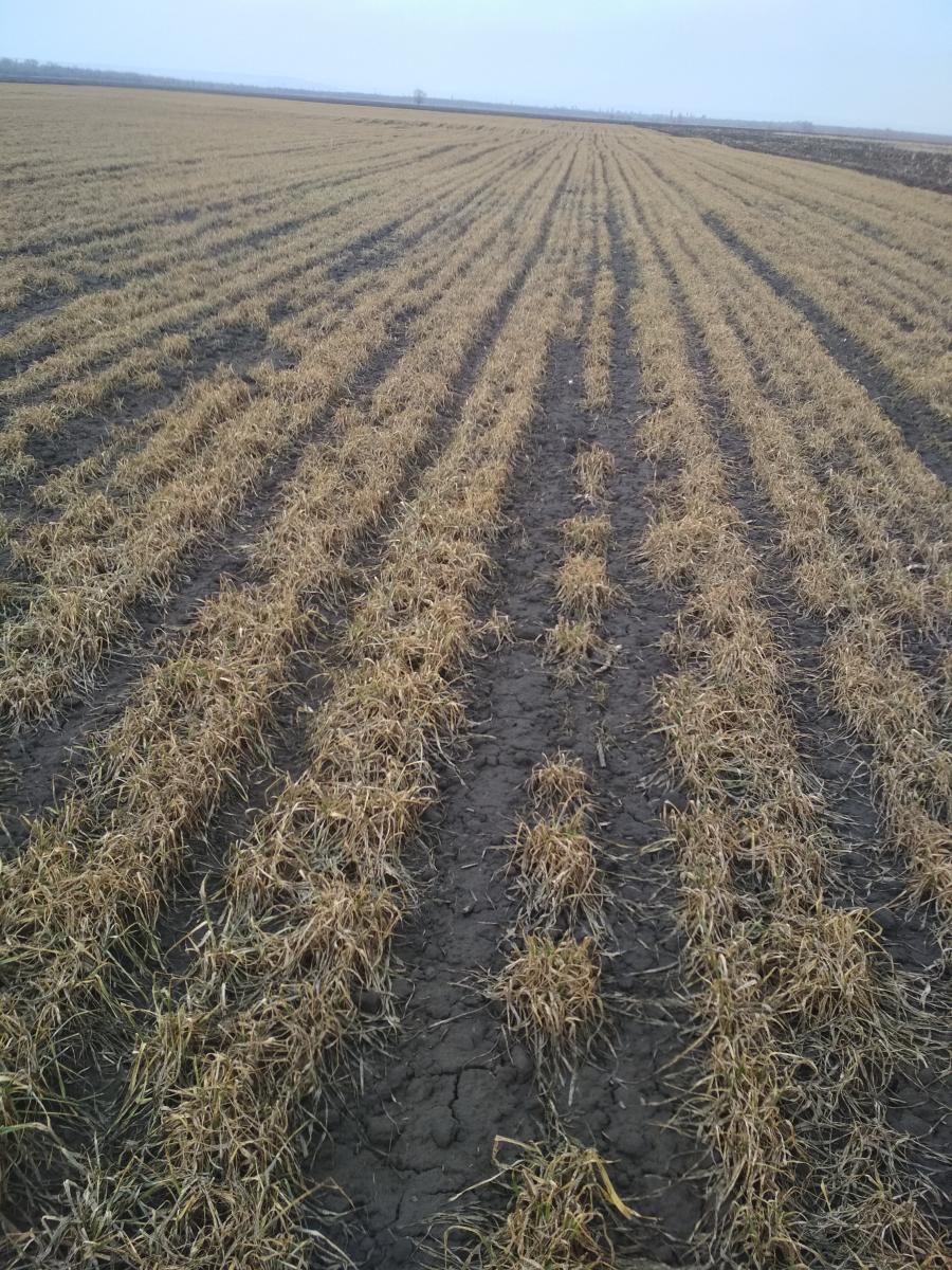 Обследование посевов озимой пшеницы в УНПО «Поволжье» Фото 4