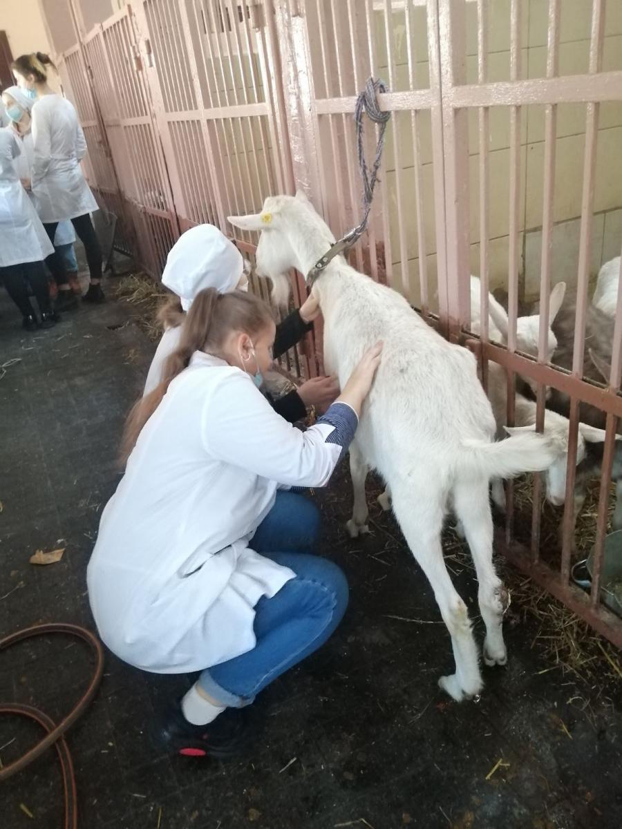 Практическое занятие «Разработка мероприятий по профилактике болезней органов дыхательной системы животных» Фото 4