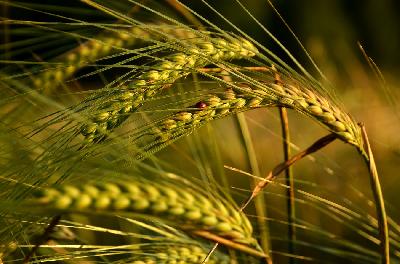 Уборочная страда-2021: обмолочено 86% га зерновых