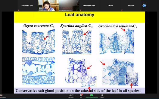 Участие в семинарах секций анатомии растений Русского Ботанического Общества Фото 1
