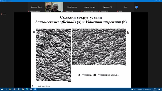 Участие в семинарах секций анатомии растений Русского Ботанического Общества Фото 12