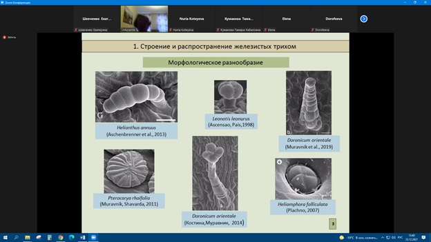 Участие в семинарах секций анатомии растений Русского Ботанического Общества Фото 14