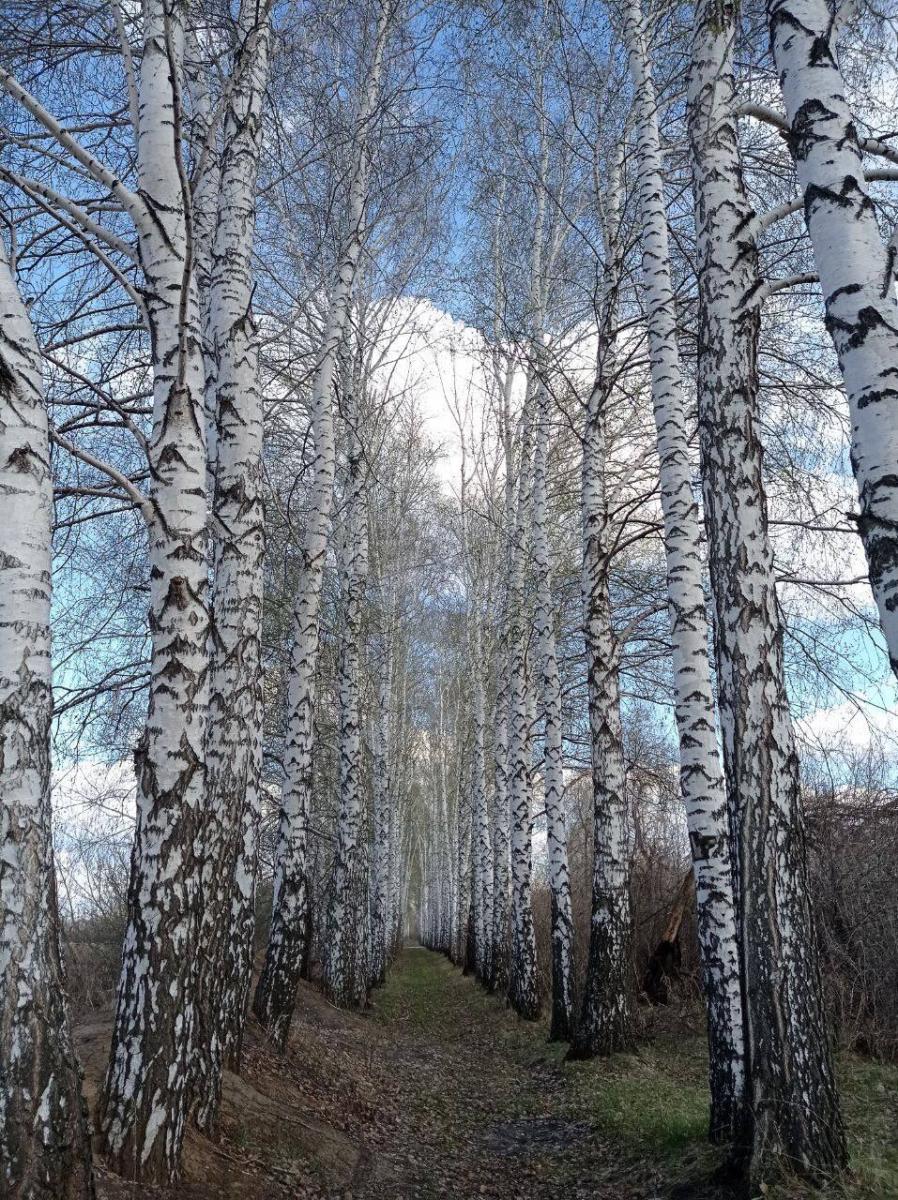 Итоги Регионального заочного конкурса фоторабот «ЛЕС И ЧЕЛОВЕК», посвященном 100-летию подготовки кадров для лесной отрасли в университете Фото 4