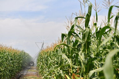 В области стартовала уборка кукурузы, подсолнечника и свеклы