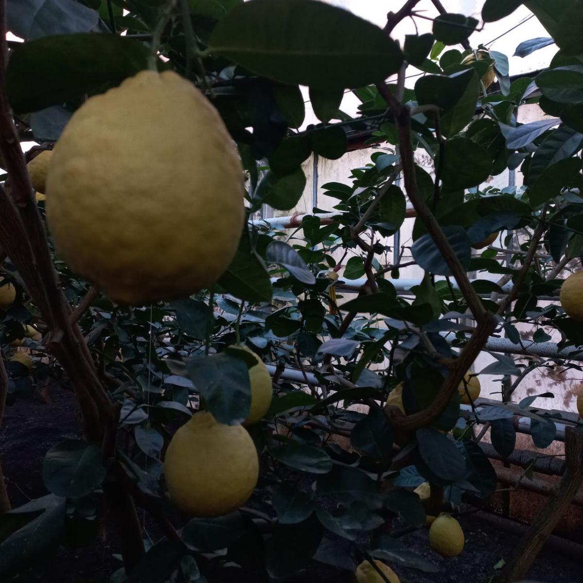 Посещение Саратовского лимонария Фото 4
