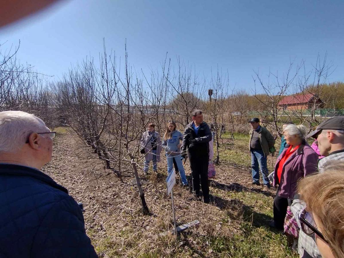 Ученые вуза провели семинар по формированию и обрезке деревьев Фото 4