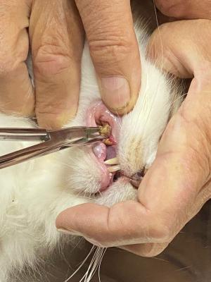 Удаление зубного камня у кота