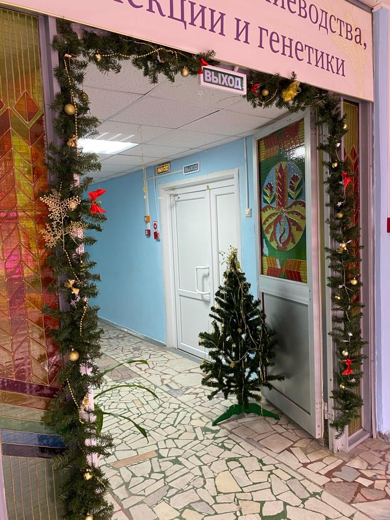 Студенты группы БА-103 подготовили кафедру растениеводства, селекции и генетики к Новому году! Фото 3 Студенты группы БА-103 подготовили кафедру растениеводства, селекции и генетики к Новому году! Фото 3
