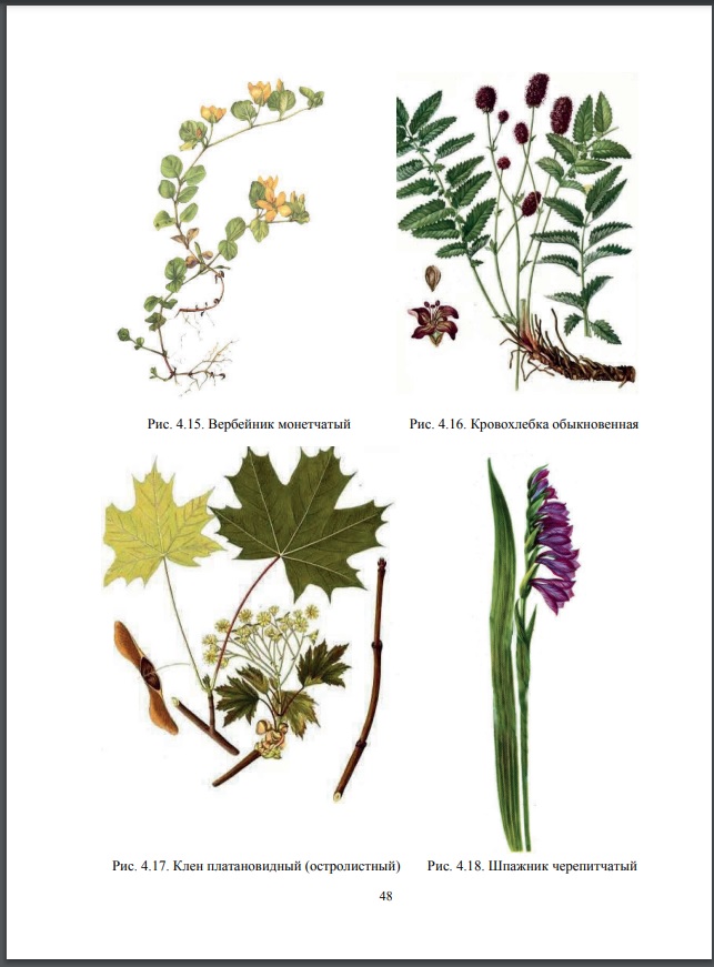 Издано учебное пособие «Ботаническое ресурсоведение» Фото 3