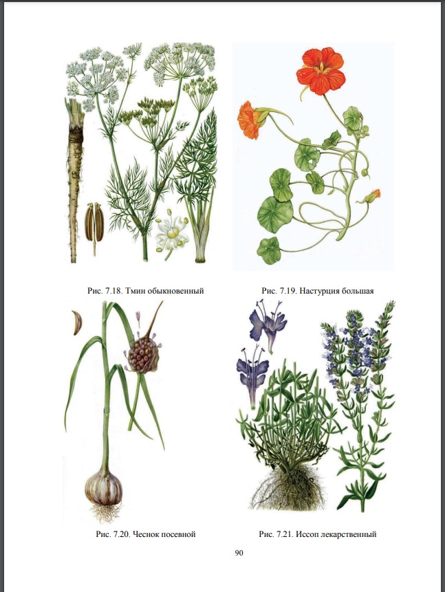 Издано учебное пособие «Ботаническое ресурсоведение» Фото 5