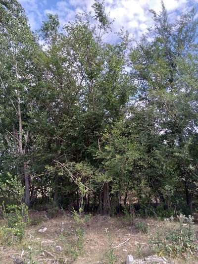 Обследование земельного участка сельскохозяйственного назначения Фото 3