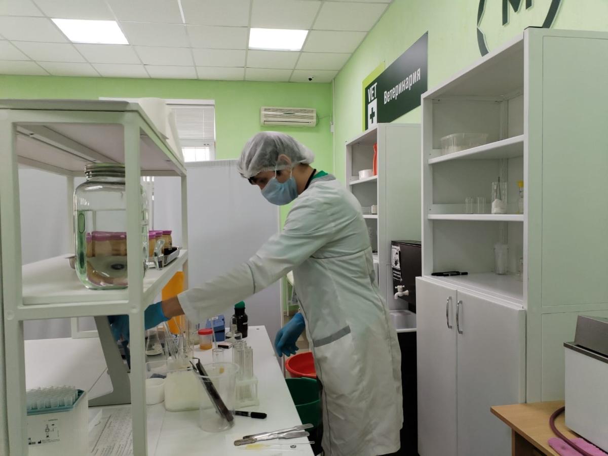 На базе ГАПОУ СО «Новоузенский агротехнологический техникум»   проходит Региональный этап чемпионата по профессиональному мастерству «Профессионалы» Саратовской области по компетенции Ветеринария Фото 4