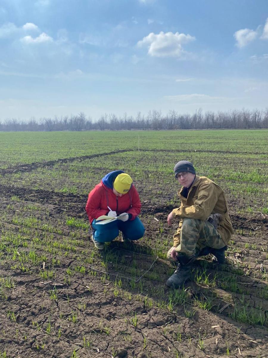 Закладка полевого опыта на озимой пшенице