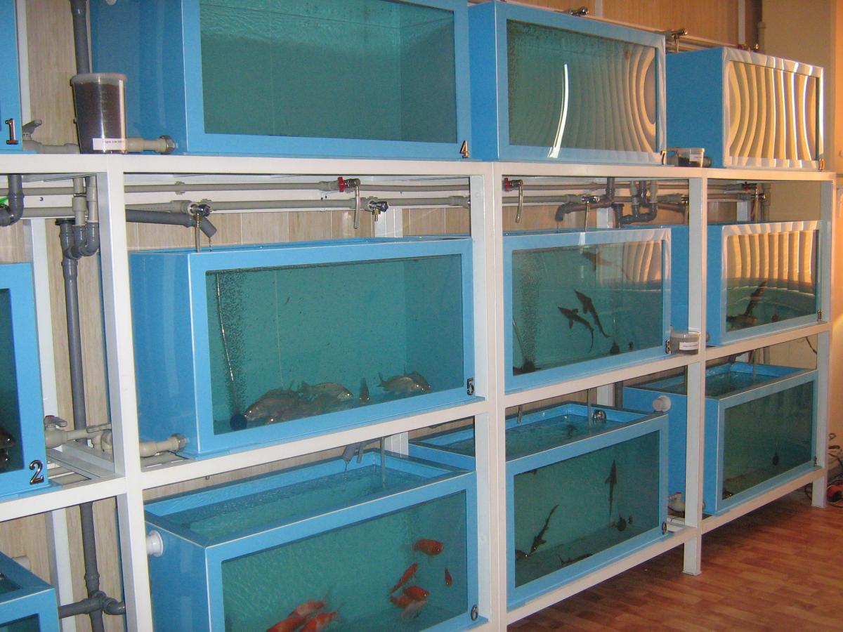 Лаборатория «Технологии кормления и выращивания рыбы». Фото 1
