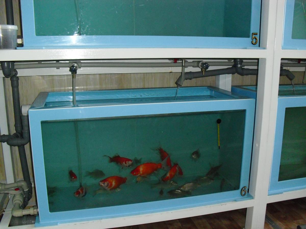 Лаборатория «Технологии кормления и выращивания рыбы». Фото 3