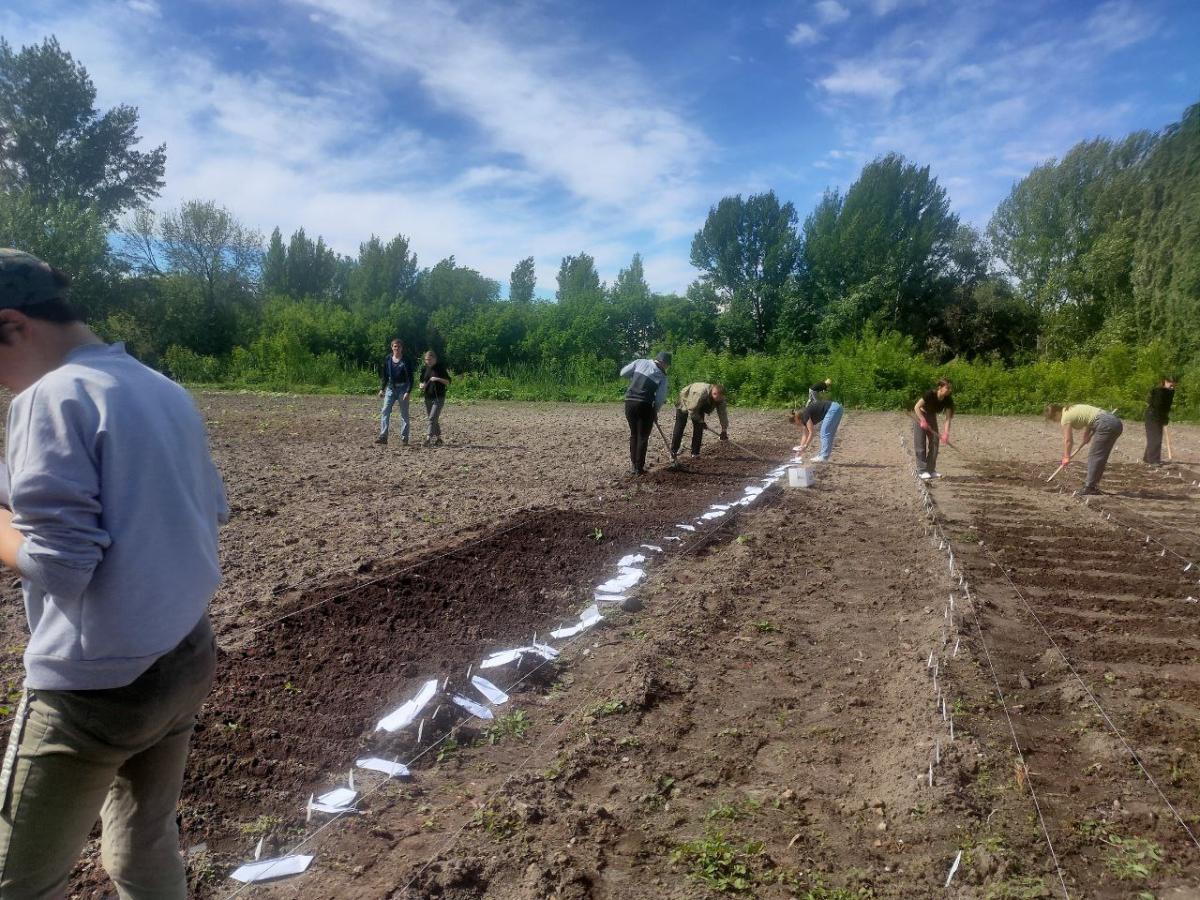 Посев селекционного питомника в УНПК 