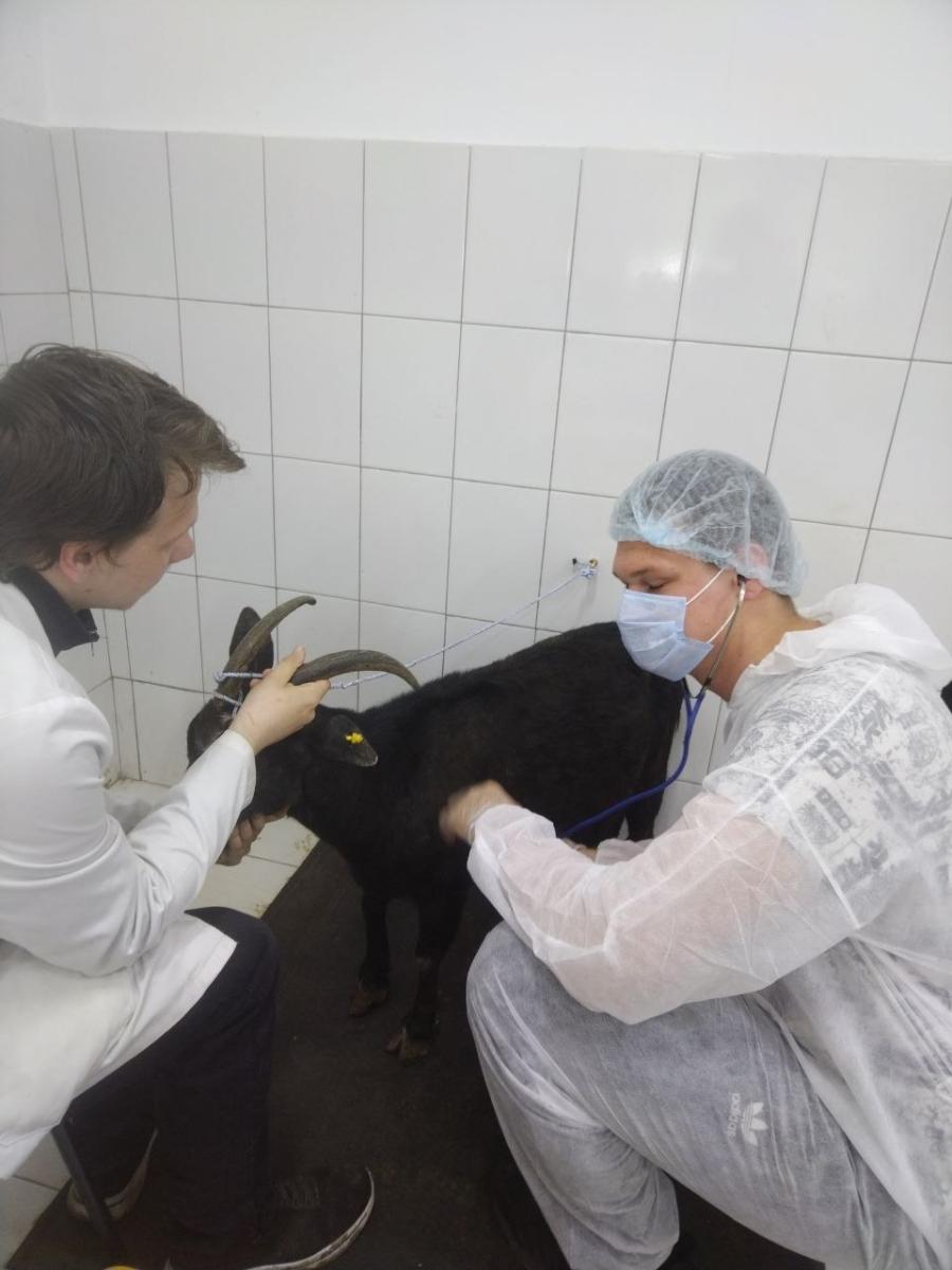 Завершился демонстрационный экзамен по специальности 36.02.01 Ветеринария ФП Профессионалитет Фото 2