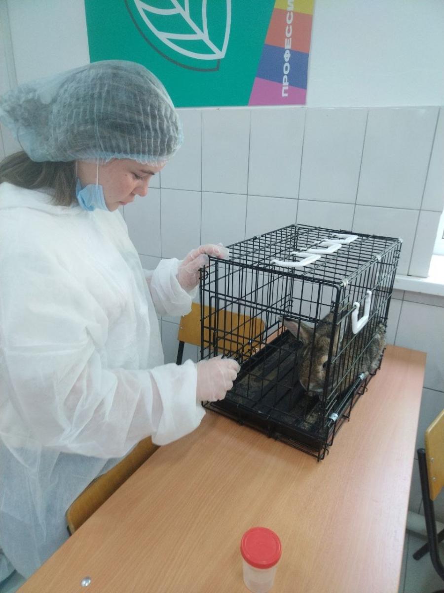 Завершился демонстрационный экзамен по специальности 36.02.01 Ветеринария ФП Профессионалитет Фото 3