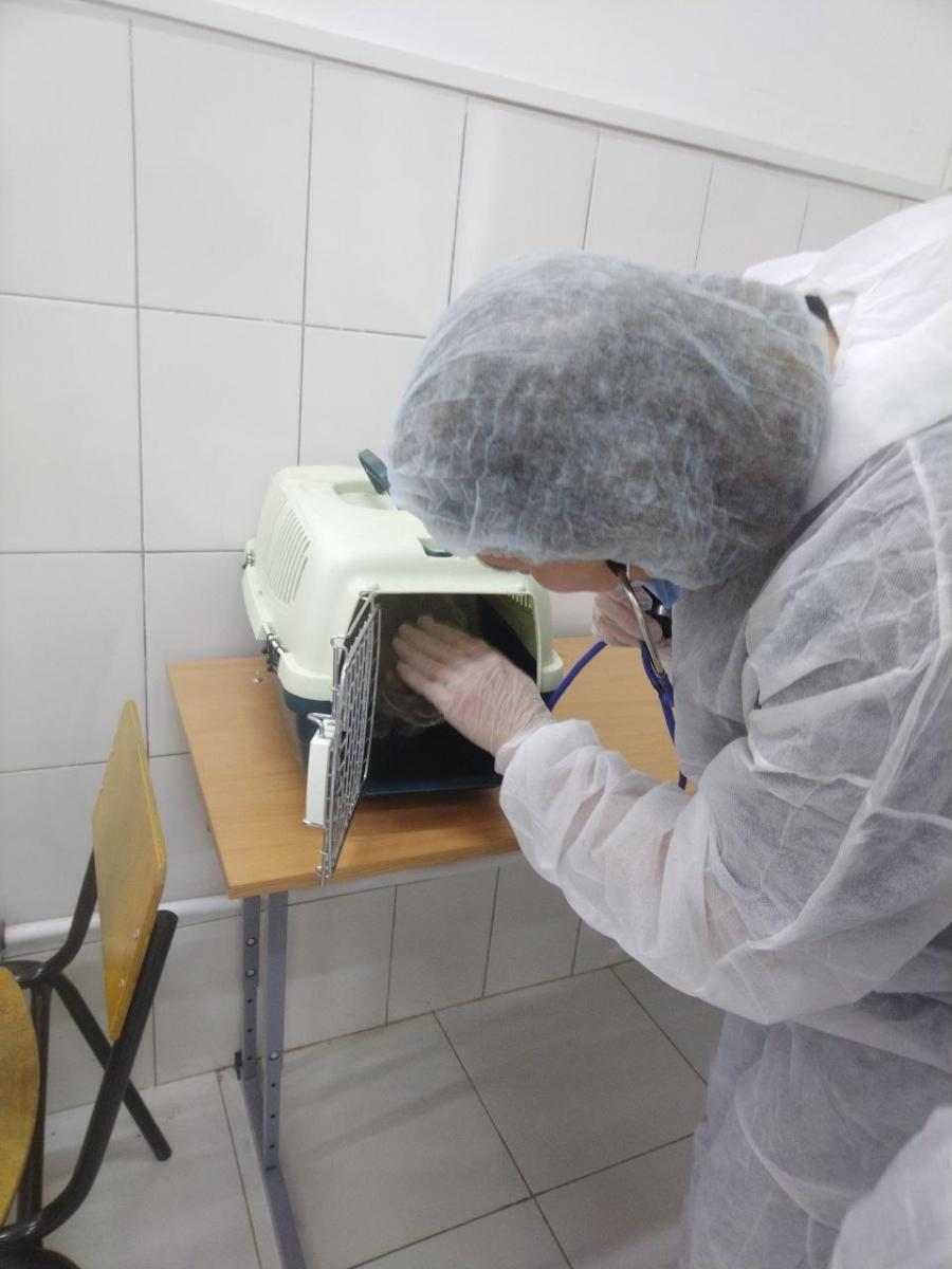Завершился демонстрационный экзамен по специальности 36.02.01 Ветеринария ФП Профессионалитет Фото 5