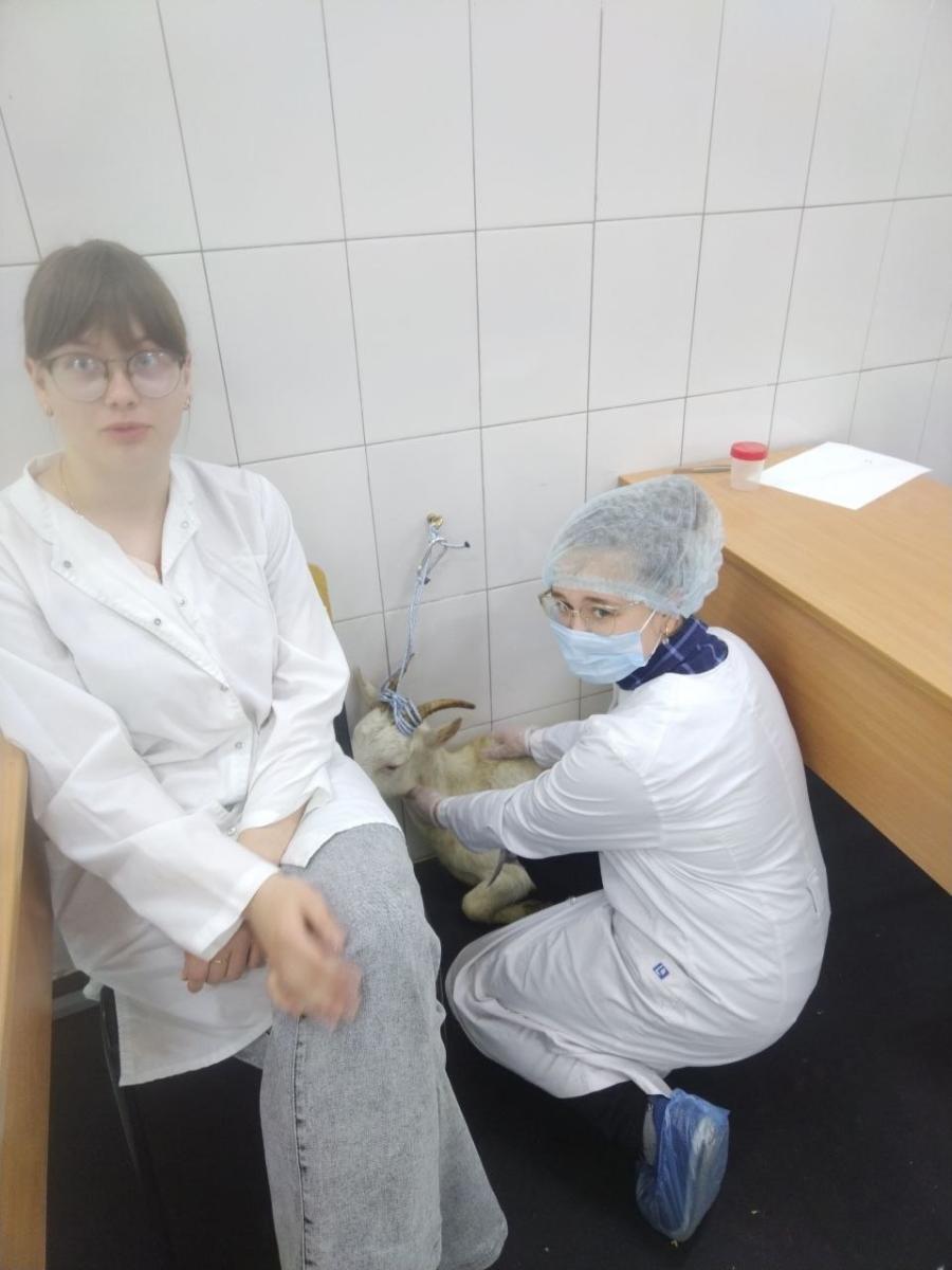 Завершился демонстрационный экзамен по специальности 36.02.01 Ветеринария ФП Профессионалитет Фото 6