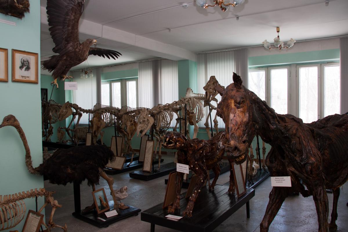 Музей анатомии и гистологии