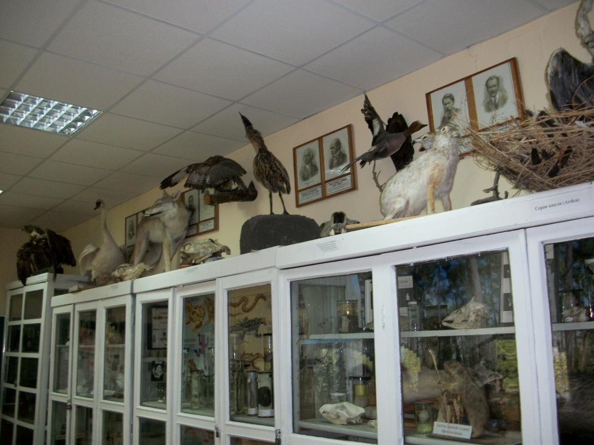 Зоологический музей. Фото 1
