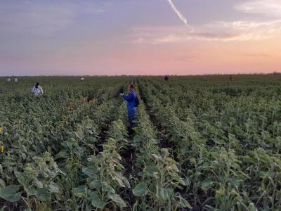 Сортовая прополка подсолнечника УНПО «Поволжье»