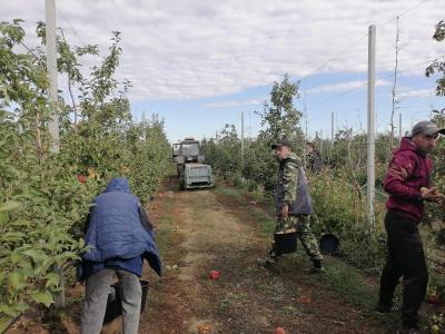 "Яблоневый сад" Помощь в сборе урожая