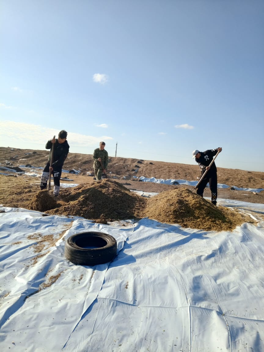 АО "Племзавод" Трудовой" активное участие в осенне-полевых работах Фото 2