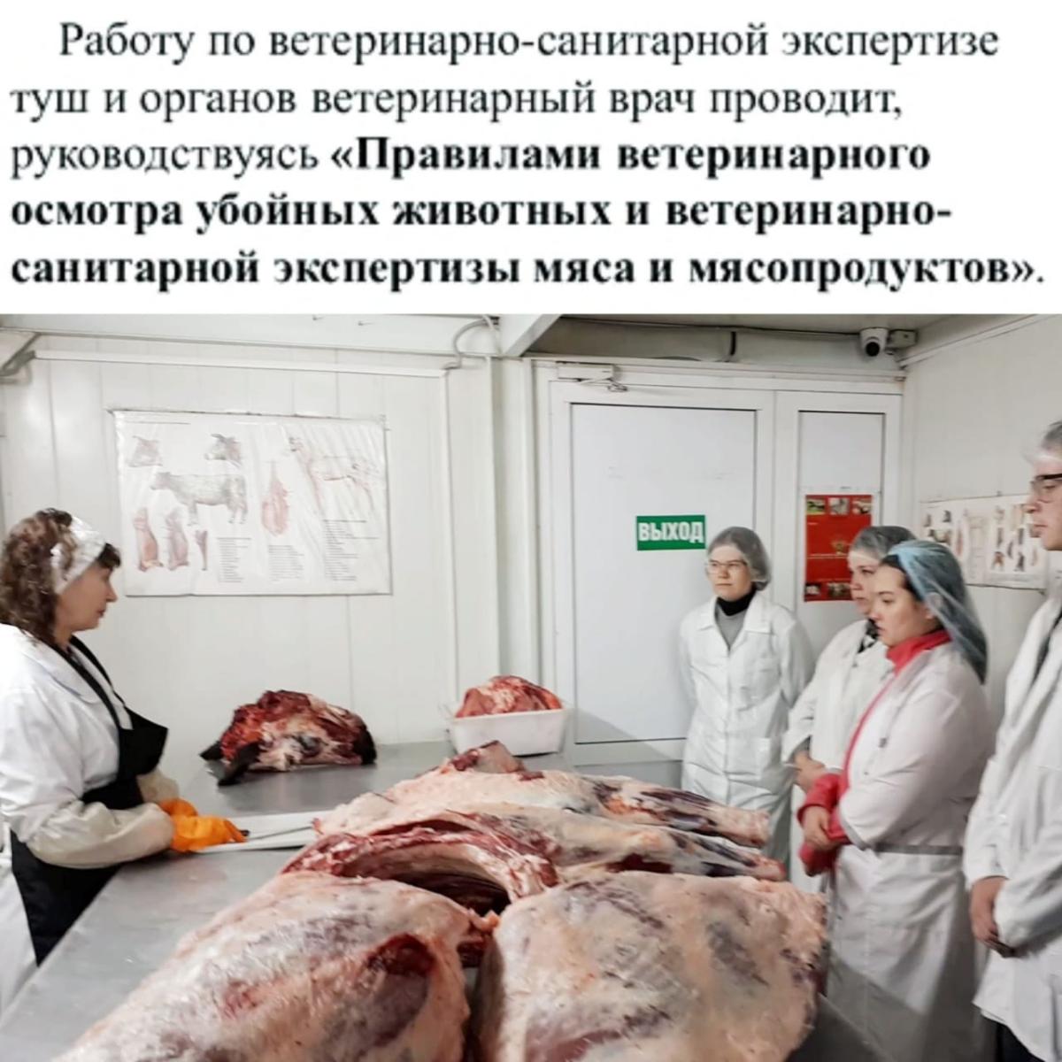 Профессиональные пробы во время экскурсии на базе городской лаборатории ветеринарно-санитарной экспертизы г. Красный Кут Фото 1