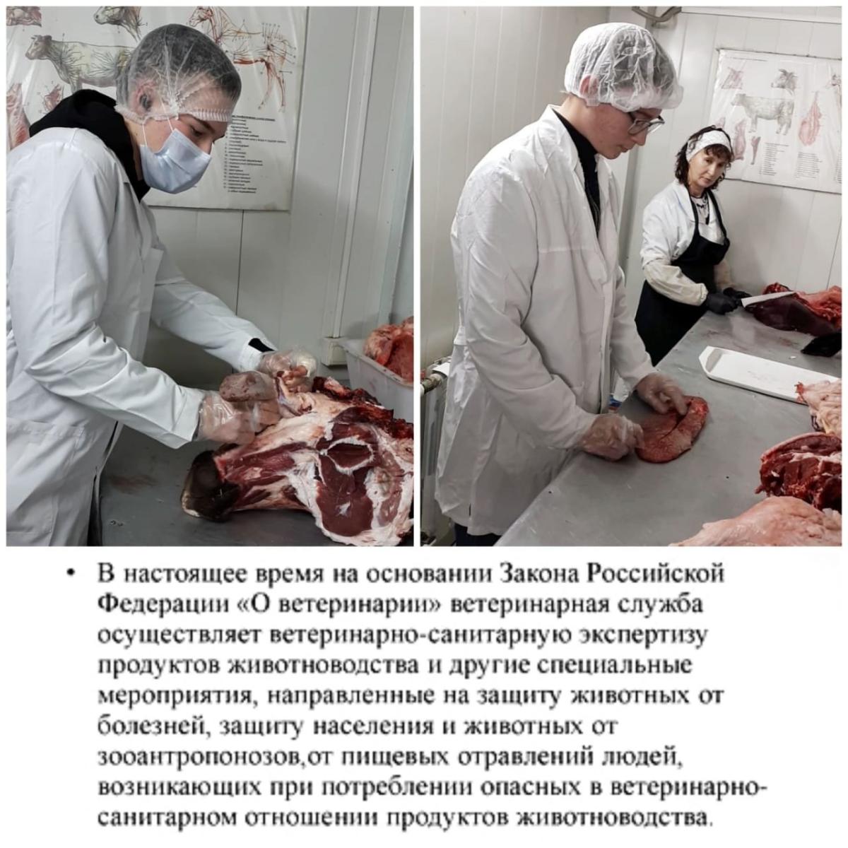 Профессиональные пробы во время экскурсии на базе городской лаборатории ветеринарно-санитарной экспертизы г. Красный Кут Фото 2
